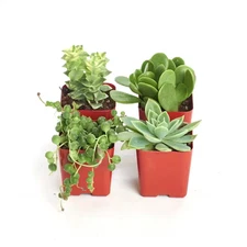 2 In. Green Succulent (Collection of 4)