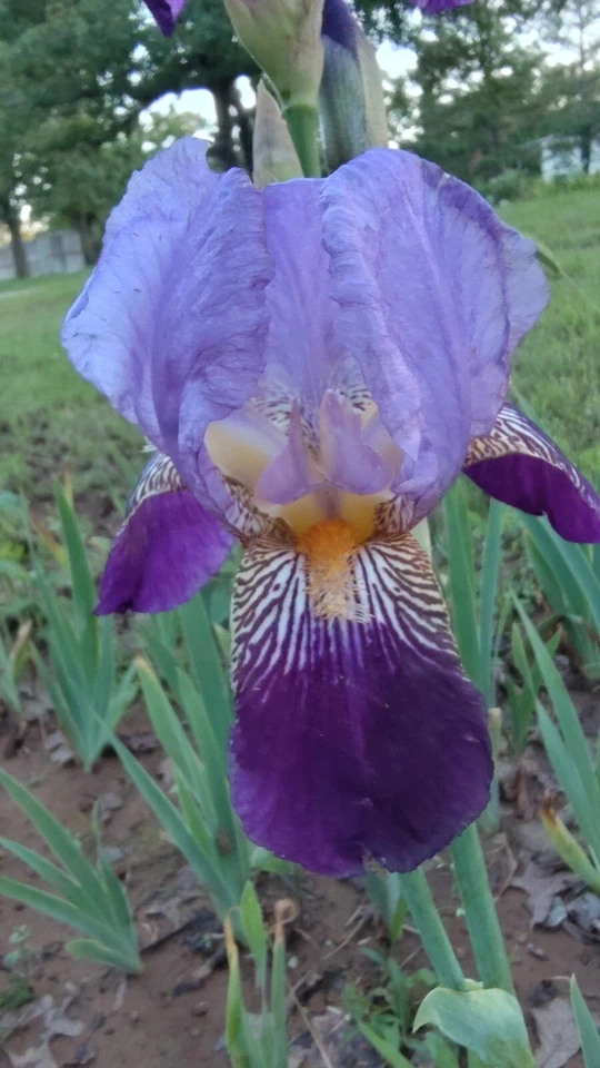 6x MIXED VARIETIES/COLORS BEARDED IRIS Bulbs/Rhizomes FRESH~FREE SHIPPING~ - Image 3 of 4