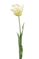artplants Kunstblume Papageientulpe Lunia, Weiß-GrüN, 70Cm