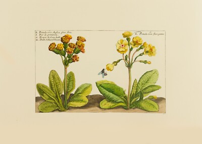 hand coloured prints Crispin de Passe