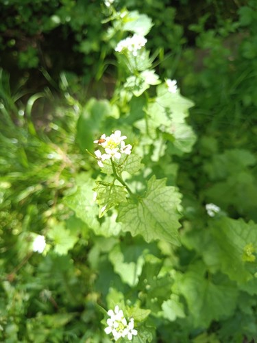 Knoblauchrauke, Alliaria petiolata, garlic mustard,100 seeds,samen,edible,essbar - Bild 9 von 14