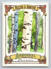 2021 Topps Allen and Ginter Arboreal Appreciation #AA11 Black Birch (ref 195476)