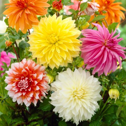 Garden State Bulb Dinnerplate Dahlia Mixed Flower Bulbs, Bare Root Tubers