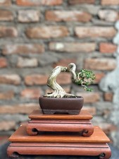 Real Picture Bonsai Premna Mame  Premna Microphylla  Bonsai Premna  Bonsai