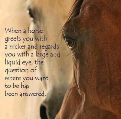 Horse saying refrigerator magnet  3 1/2 X 4  1/2 ''