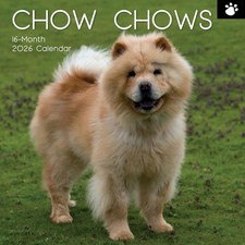 Chow Chow Dog  "12  x 12" Square Wall Calendar 2026