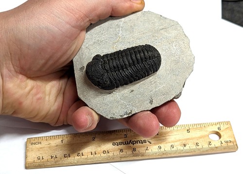 Devonian Age TRILOBITE Fossil From Morocco (#F4480) - Picture 5 of 5