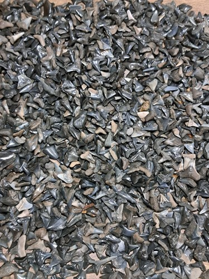 #ad 1000 partial amp; small full Fossil Shark Teeth per lot FL Peace River Meg Era $59.95