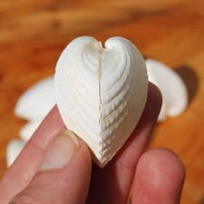 6pc White Cardium fragnum Natural Shells, Small Heart Shaped Cockleshell Pairs