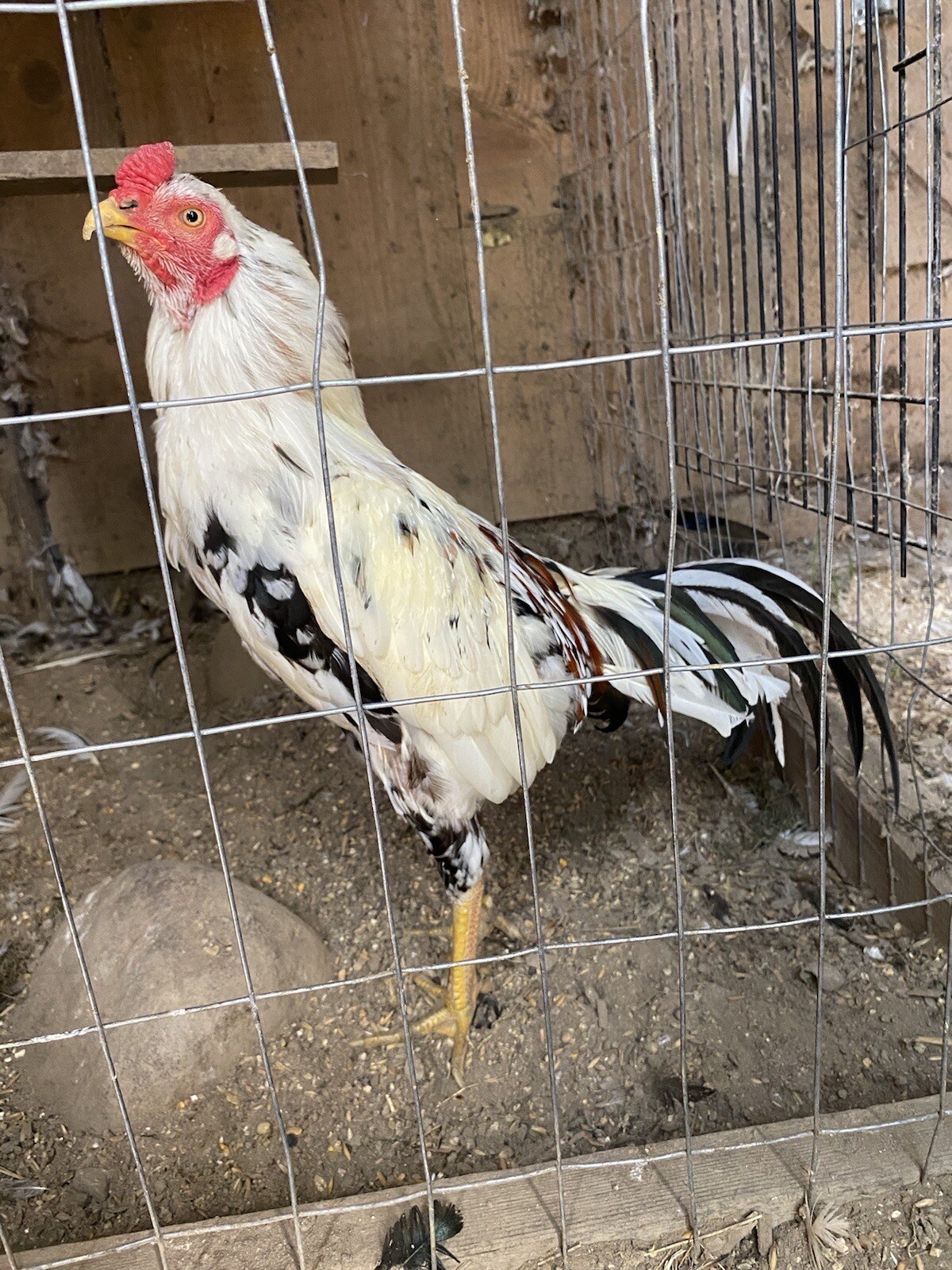 6 Asil Gamefowl Fertile Hatching Eggs eBay
