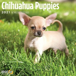 ebay chihuahua puppies