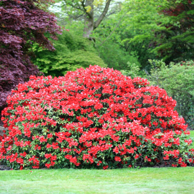 1 X RHODODENDRON 'ELIZABETH' EVERGREEN BUSHY SHRUB HARDY GARDEN PLANT IN  POT | eBay UK