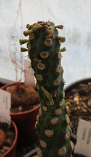 EUPHORBIA ROYLEANA - unusual succulent.