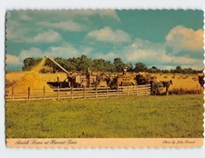 Postcard Amish Scene at Harvest Time USA