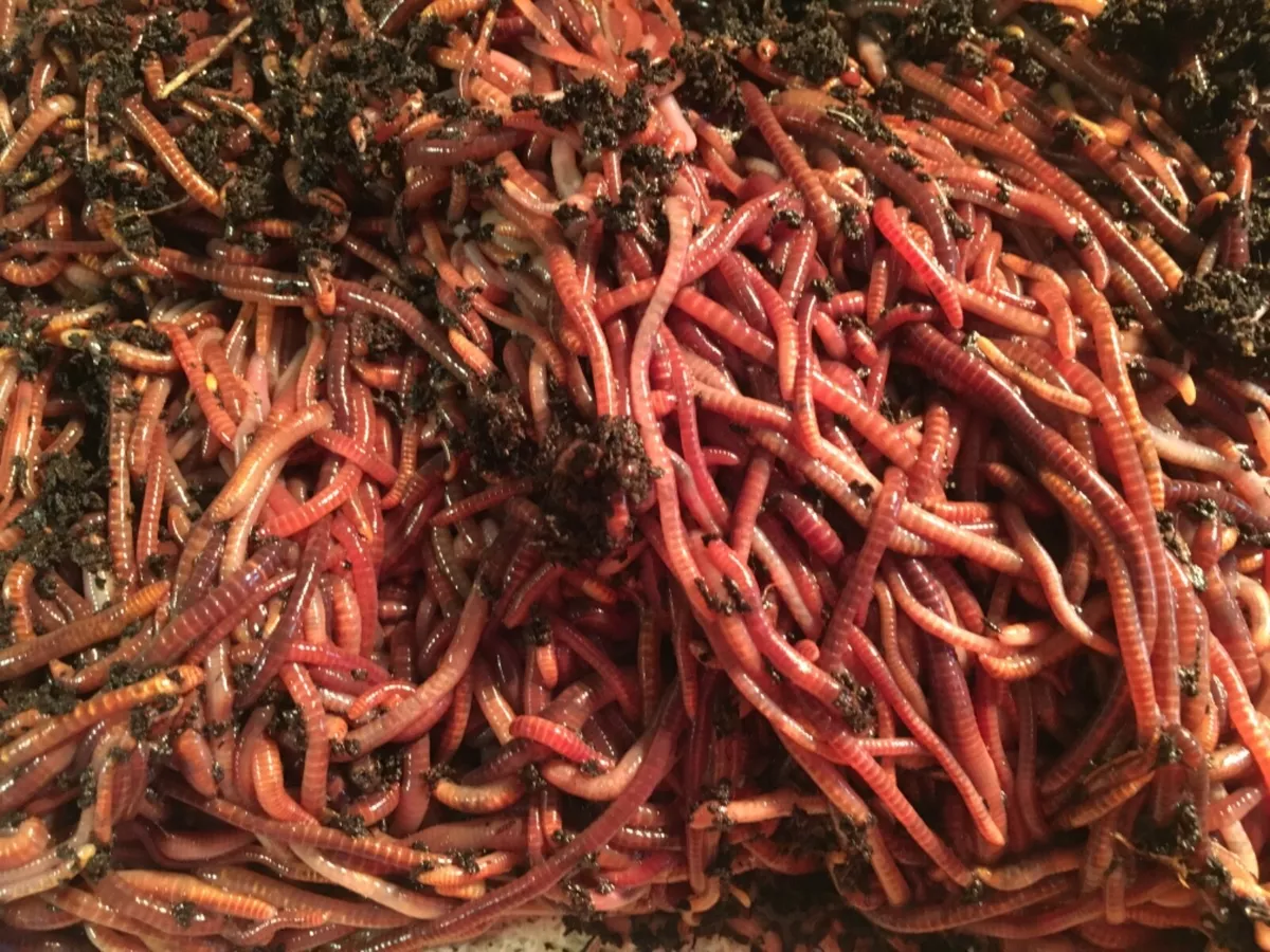 1000 Red Composting Worm Mix