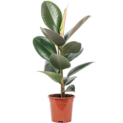 Gummibaum - Ficus elastica ''Robusta'' - Höhe ca. 50 cm, Topf-Ø 17 cm
