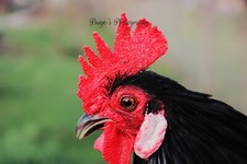 Digital image picture wallpaper background art bantam rooster photo by Paige