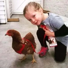 Original Valhoma Chicken Harness and/or Leash Bright Fun Color Pet Duck Goose