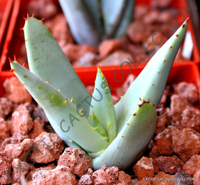 aloe vera extrakt Aloe Vera Öl | Hautpfelge | Haarpflege
