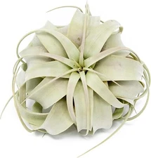 Xerographica Air Plants-Varied Sizes, Wholesale Bulk, Easy Care, 30Day Guarantee