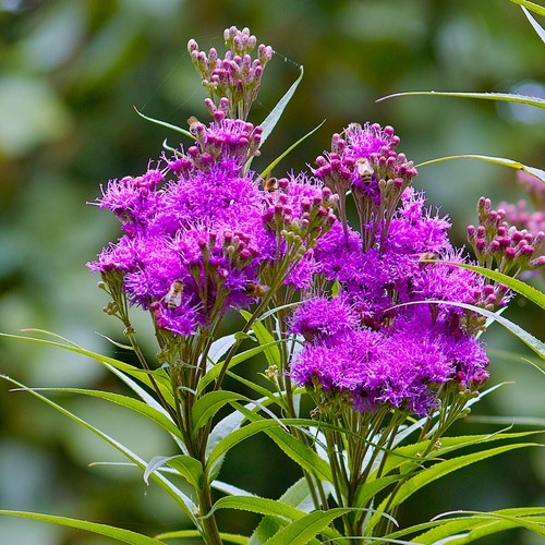 500 Common Ironweed Wildflower Seeds - Everwilde Farms Mylar Seed Packet - Picture 3 of 3