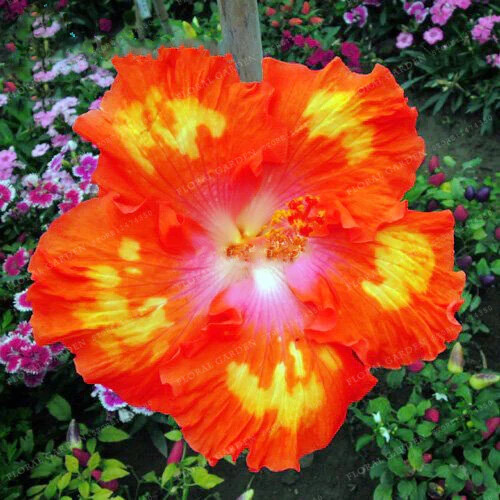 30pcs Rare Hibiscus Seeds - Rare Non-GMO Heirloom Variety for Your
