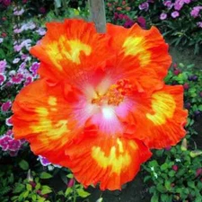 30pcs Rare Hibiscus Seeds - Rare Non-GMO Heirloom Variety for Your Garden
