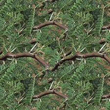 Mesquite Branches 22 - 18"x46" Hydrographic Film Hydro Dipping