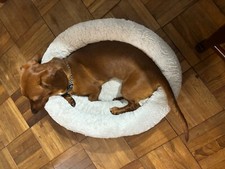 Donut Dog Bed - Lightly Used  because it is too small for our Dachshund