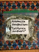 California Mugwort-  Artemisia douglasiana  Whole Leaf Dried Herb- Wildcrafted