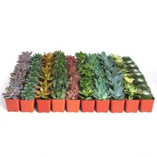 100 Pack Mini Succulents 2 Inch Assorted Plants Care Guide Perfect For Favors