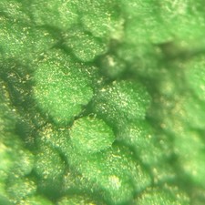 Cristales de piromorfita sobre arenisca Nickenich Eiffel ALEMANIA