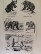 1890 BEARS Engraving Black Polar Sun Double Illustration 6.5 x 9.5" C13-7