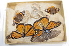 1921 Antique Eastman Kodak Sensitized Paper Box, Letter & Butterfly Collection — photo 2