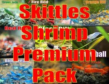Skittles Premium Shrimp Pack 10 pack 2 extra shrimp HIGH Grade Neocaridina Fres