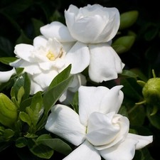 2 x Gardenia Crown Jewel in 9cm Pots - Fragrant Cape Jasmine Evergreen Shrubs