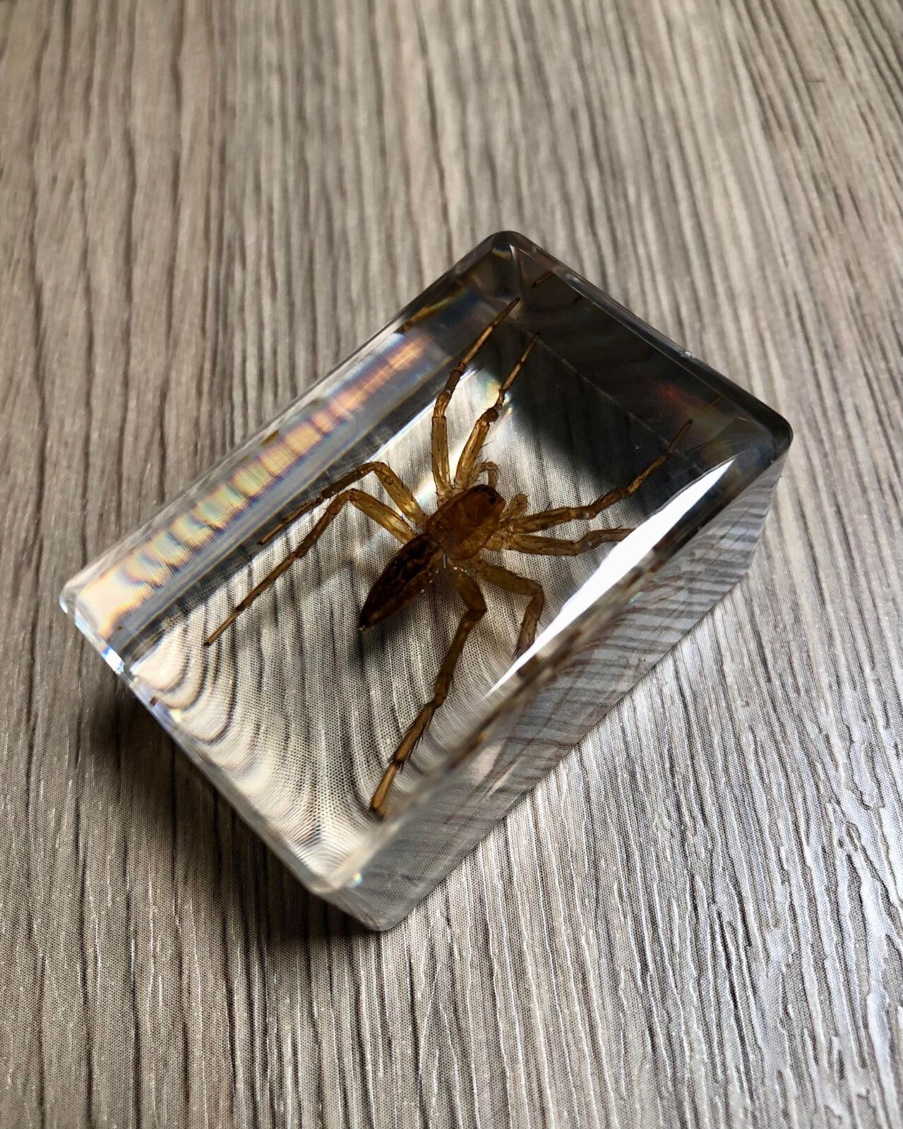 Small Real Bugs / Insects In Clear Acrylic Block Resin Paperweight ...