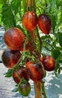 Tomato seёds 60 tomato Gargamel seёds, organic rare seёds SW870+TRACK №