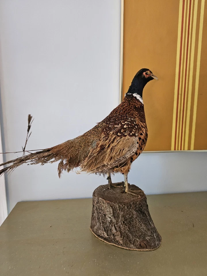 Anillo de taxidermia vintage cuello cola de faisán dañado Foto 3 de 4