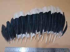 Large Black&White Wing Feathers Collection Wi...