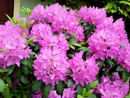 Rhododendron hybrids MIX different colours seeds, Rhododendron MIX 150 seeds - Picture 7 of 12