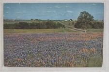 Postcard Field of Bluebonnets, State Flower o...