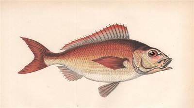 SPANISCHE MEERESBRASSE. Pagellus acarne, Axilläre Meeresbrasse. COUCH. Fisch 1862 Druck