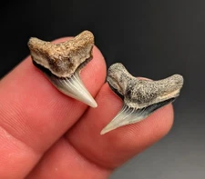 Large Pair Of Physogaleus Contortus Tiger Shark Teeth Virginia