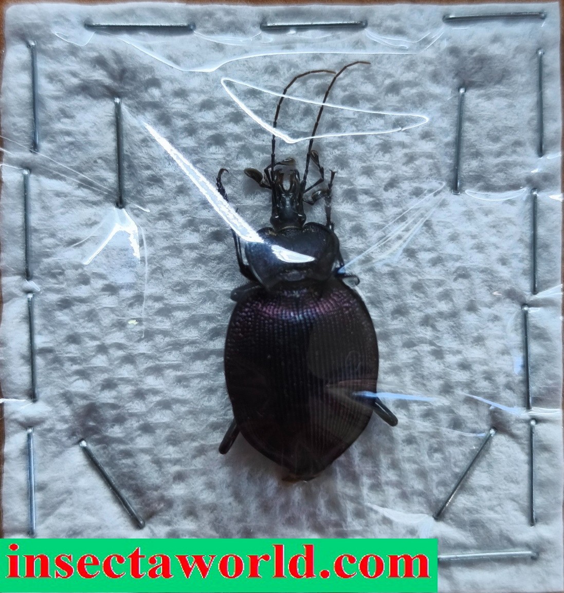 Carabidae, Carabinae, Cychrini Scaphinotus (Scaphinotus) unicolor shoemakeri USA