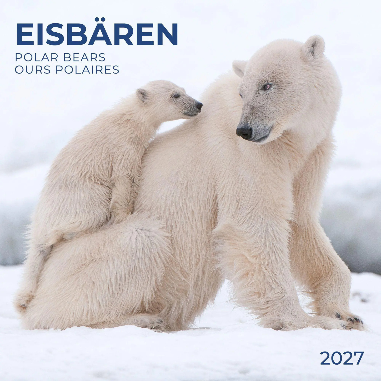 Eisbären / Polar Bears 2027 | Kalender 2027 | Englisch | Kalender | 28 S. | 2027 - Bild 6