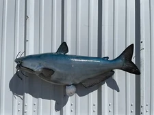 34" Blue Catfish Full Mount Replica - Quick Production