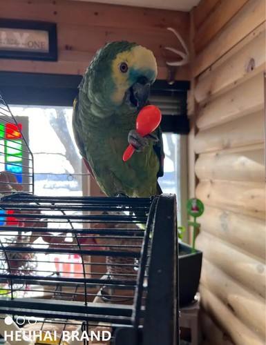 10-Pack Bird Toys for Conures, Budgies, Parakeets, Cockatiels, and Lovebirds ... - Picture 7 of 9