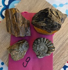 fossilien sammlung deutschland