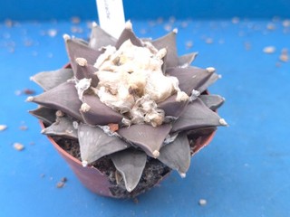 ARIOCARPUS RETUSUS HUIZACHE 9.3CM CACTUS PLANT